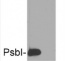 PsbI | Small subunit I of PSII (cyanobacterial)